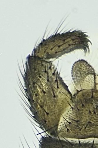 Bradysia sp.